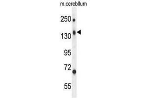 CD109 Antibody (N-term) western blot analysis in mouse cerebellum tissue lysates (35µg/lane). (CD109 Antikörper  (N-Term))