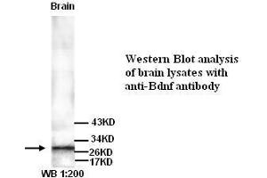 Image no. 1 for anti-Brain-Derived Neurotrophic Factor (BDNF) antibody (ABIN790885) (BDNF Antikörper)
