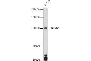 Western blot analysis of extracts of A-549 cells, using NEDD9 antibody (ABIN3023330, ABIN3023331, ABIN3023332 and ABIN6219606) at 1:1000 dilution. (NEDD9 Antikörper  (AA 60-174))