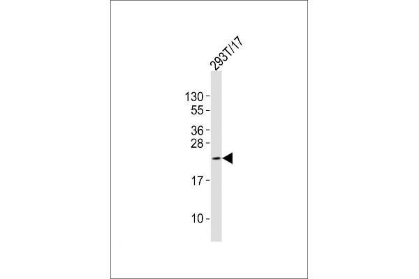 DPPA3 anticorps  (C-Term)