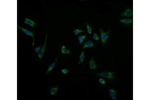 Immunofluorescence (IF) image for anti-Acetyl-CoA Acyltransferase 2 (ACAA2) antibody (ABIN2715629) (ACAA2 Antikörper)