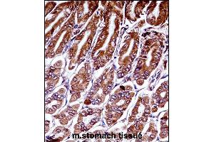 Mouse Map3k7 Antibody (N-term) ((ABIN657840 and ABIN2846802))immunohistochemistry analysis in formalin fixed and paraffin embedded mouse stomach tissue followed by peroxidase conjugation of the secondary antibody and DAB staining. (MAP3K7 Antikörper  (N-Term))