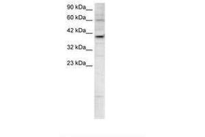 Image no. 2 for anti-Kinesin Family Member 25 (KIF25) (AA 302-351) antibody (ABIN202395) (KIF25 Antikörper  (AA 302-351))