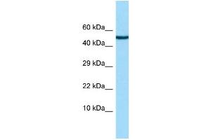 WB Suggested Anti-CHRDL2 Antibody Titration: 1.