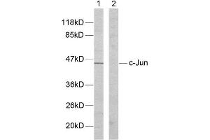 Western Blotting (WB) image for anti-Jun Proto-Oncogene (JUN) (Tyr170) antibody (ABIN1848122) (C-JUN Antikörper  (Tyr170))
