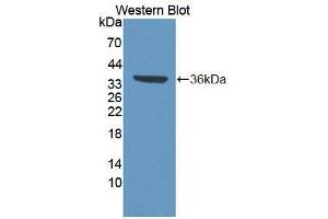 Western blot analysis of the recombinant protein. (TCEA3 Antikörper  (AA 59-348))