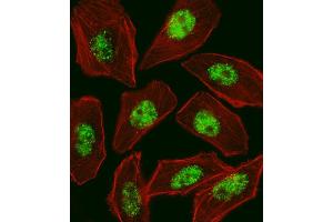 Immunofluorescence (IF) image for anti-Regulatory Factor X, 1 (Influences HLA Class II Expression) (RFX1) (AA 896-925), (C-Term) antibody (ABIN1537643)