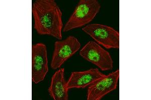 Fluorescent image of  cell stained with RFX1 Antibody (C-term) (ABIN1537643 and ABIN2848461).