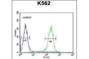 R Antibody (Center) (ABIN654772 and ABIN2844451) flow cytometric analysis of K562 cells (right histogram) compared to a negative control cell (left histogram).