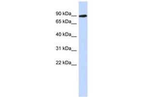 PGM2L1 antibody  (AA 179-228)