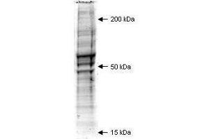 Coommassie stained SDS-PAGE of 20 µl of Mouse Embryonic Fibroblast (MEF) Whole Cell Lysate (Ready-to-Use) separated in a 4-20% gradient gel under non-reducing conditions. (Maus Embryonic Fibroblast Whole Cell Lysate)