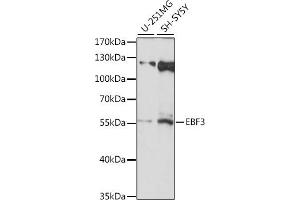 Western blot analysis of extracts of various cell lines, using EBF3 antibody (ABIN7266886) at 1:1000 dilution. (EBF3 Antikörper  (AA 400-500))