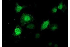 Immunofluorescence (IF) image for anti-Tubulin tyrosine Ligase-Like Family, Member 12 (TTLL12) antibody (ABIN1499030) (TTLL12 Antikörper)