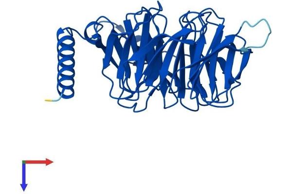 GNB3 Protein (AA 1-340) (His tag)