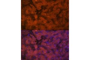 Immunofluorescence analysis of human liver using PON1 Rabbit mAb (ABIN7269172) at dilution of 1:100 (40x lens). (PON1 Antikörper)
