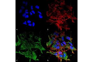 Immunocytochemistry/Immunofluorescence analysis using Mouse Anti-SHANK (pan) Monoclonal Antibody, Clone S23b-49 (ABIN2484054). (SHANK2 Antikörper  (AA 84-309) (PE))