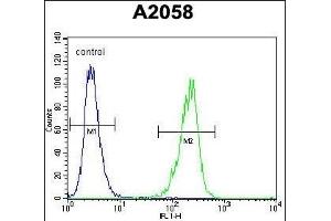 TI Antibody (C-term) (ABIN655149 and ABIN2844770) flow cytometric analysis of  cells (right histogram) compared to a negative control cell (left histogram). (TIMP1 Antikörper  (C-Term))