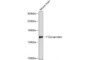 Western blot analysis of extracts of Mouse brain using P Glycoprotein Polyclonal Antibody at dilution of 1:3000. (P-Glycoprotein Antikörper)