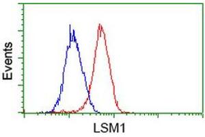 Image no. 2 for anti-LSM1 Homolog, U6 Small Nuclear RNA Associated (LSM1) (AA 1-133) antibody (ABIN1490575) (LSM1 Antikörper  (AA 1-133))