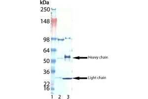 Western blot analysis of Digoxigenin, pAb : Lane 1: MW marker, Lane 2: LTC4, mAb (Digoxingenin conjugate), Lane 3: IL-8, mAb (Digoxigenin conjugate). (Digoxigenin, Digoxin Antikörper)