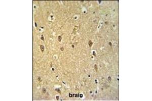 GPR17 Antibody (Center) (ABIN653809 and ABIN2843084) IHC analysis in formalin fixed and paraffin embedded brain tissue followed by peroxidase conjugation of the secondary antibody and DAB staining. (GPR17 Antikörper  (AA 230-258))
