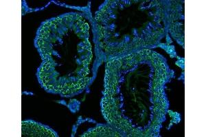 IF analysis of DDX4/MVH using anti-DDX4/MVH antibody (ABIN7601204).