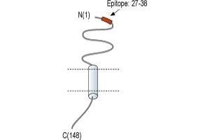 Representative domain view of the target of ABIN7236707. (Receptor (G Protein-Coupled) Activity Modifying Protein 1 (RAMP1) Peptid)