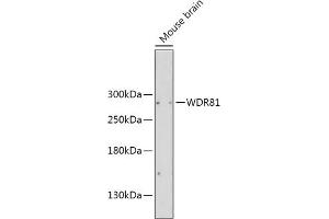 Western blot analysis of extracts of Mouse brain, using WDR81 antibody (ABIN6133378, ABIN6150207, ABIN6150208 and ABIN6216529) at 1:2000 dilution. (WDR81 Antikörper  (AA 360-600))