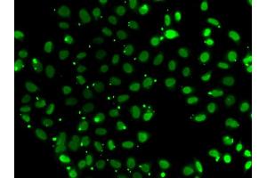 Immunofluorescence analysis of A549 cells using SUB1 antibody (ABIN5974252).