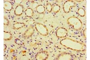 Immunohistochemistry of paraffin-embedded human kidney tissue using ABIN7147518 at dilution of 1:100