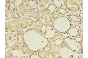 Immunohistochemistry of paraffin-embedded human kidney tissue using ABIN7166485 at dilution of 1:100 (MAS1 Antikörper  (AA 285-325))