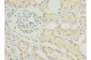 Immunohistochemistry of paraffin-embedded human kidney tissue using ABIN7145347 at dilution of 1:100 (BEND7 Antikörper  (AA 1-374))