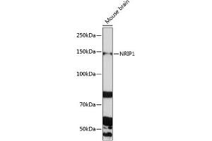 Western blot analysis of extracts of Mouse brain, using NRIP1 Polyclonal Antibody (ABIN6129065, ABIN6144857, ABIN6144858 and ABIN6225291) at 1:1000 dilution. (NRIP1 Antikörper  (AA 939-1158))