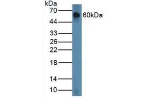 Figure. (Chordin Antikörper  (AA 422-635))