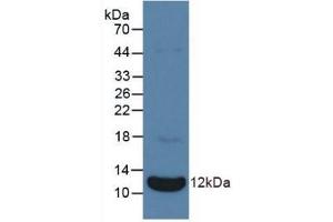 Detection of Recombinant NPPA, Bovine using Polyclonal Antibody to Natriuretic Peptide Precursor A (NPPA) (NPPA Antikörper  (AA 25-152))
