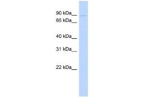 POSTN antibody used at 1 ug/ml to detect target protein. (Periostin Antikörper  (N-Term))