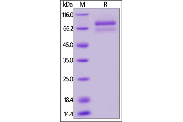 ANGPTL7 Protein (AA 27-346) (Fc Tag,AVI tag,Biotin)