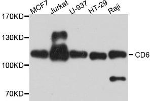 Western blot analysis of extracts of various cell lines, using CD6 antibody (ABIN5974488) at 1/1000 dilution. (CD6 Antikörper)