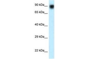 Image no. 1 for anti-Nuclear VCP-Like (NVL) (AA 84-133) antibody (ABIN6747625)