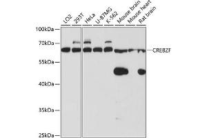 Western blot analysis of extracts of various cell lines, using CREBZF antibody (ABIN6127661, ABIN6139024, ABIN6139025 and ABIN6220268) at 1:3000 dilution. (CREBZF Antikörper  (AA 1-354))