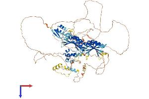 BICC1 Protein (AA 1-974) (His tag)