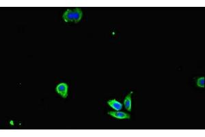 Immunofluorescent analysis of HepG2 cells using ABIN7156891 at dilution of 1:100 and Alexa Fluor 488-congugated AffiniPure Goat Anti-Rabbit IgG(H+L) (IL32 Antikörper  (AA 31-234))