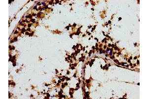 Immunohistochemistry of paraffin-embedded human testis tissue using ABIN7148001 at dilution of 1:100 (F13A1 Antikörper  (AA 380-520))