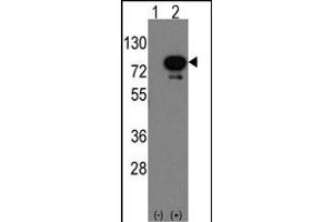 Western Blotting (WB) image for anti-Deformed Epidermal Autoregulatory Factor 1 (Drosophila) (DEAF1) (AA 368-400), (C-Term) antibody (ABIN389164)