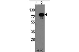 Western blot analysis of Deaf1(arrow) using rabbit polyclonal Deaf1 Antibody (Human C-term) (ABIN389164 and ABIN2839330).