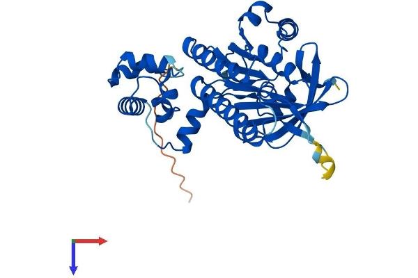 DMC1 Protein (AA 1-340) (His tag)