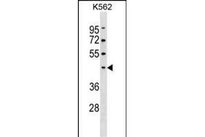 Pellino 1 Antikörper  (AA 177-204)