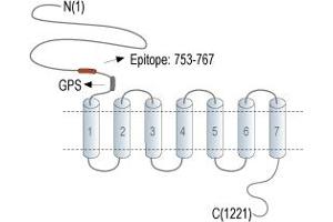 anti-Adhesion G-Protein Coupled Receptor G6 (ADGRG6) (AA 753-767), (Extracellular), (N-Term) antibody