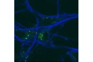 Image no. 5 for anti-GABA(A) Receptor-Associated Protein (GABARAP) (AA 1-30) antibody (ABIN3031014)