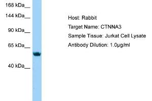 Host: Rabbit Target Name: CTNNA3 Sample Type: Jurkat Whole Cell lysates Antibody Dilution: 1. (CTNNA3 Antikörper  (N-Term))